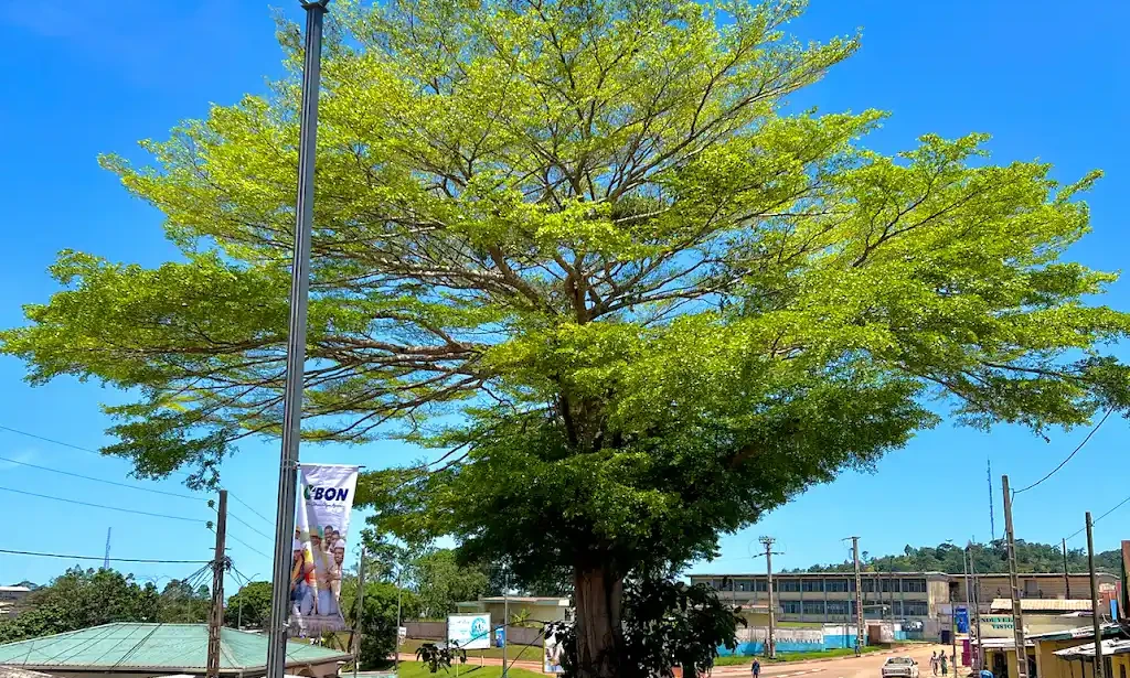 The Regeneration of Dire Wolves: Back from Extinction in Science and Pop Culture