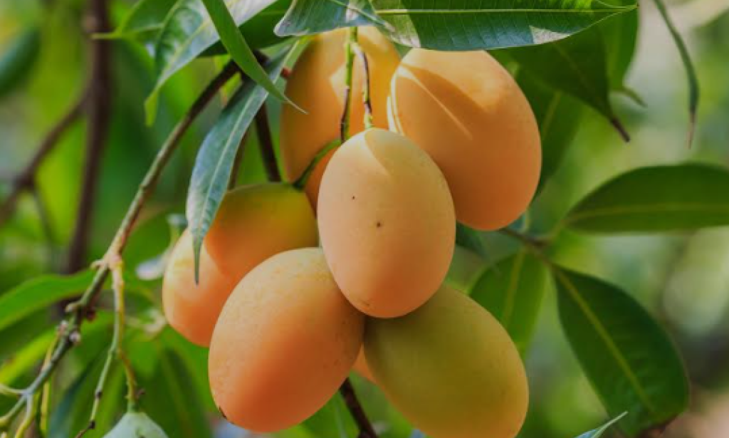 Benefit of eating mangoes