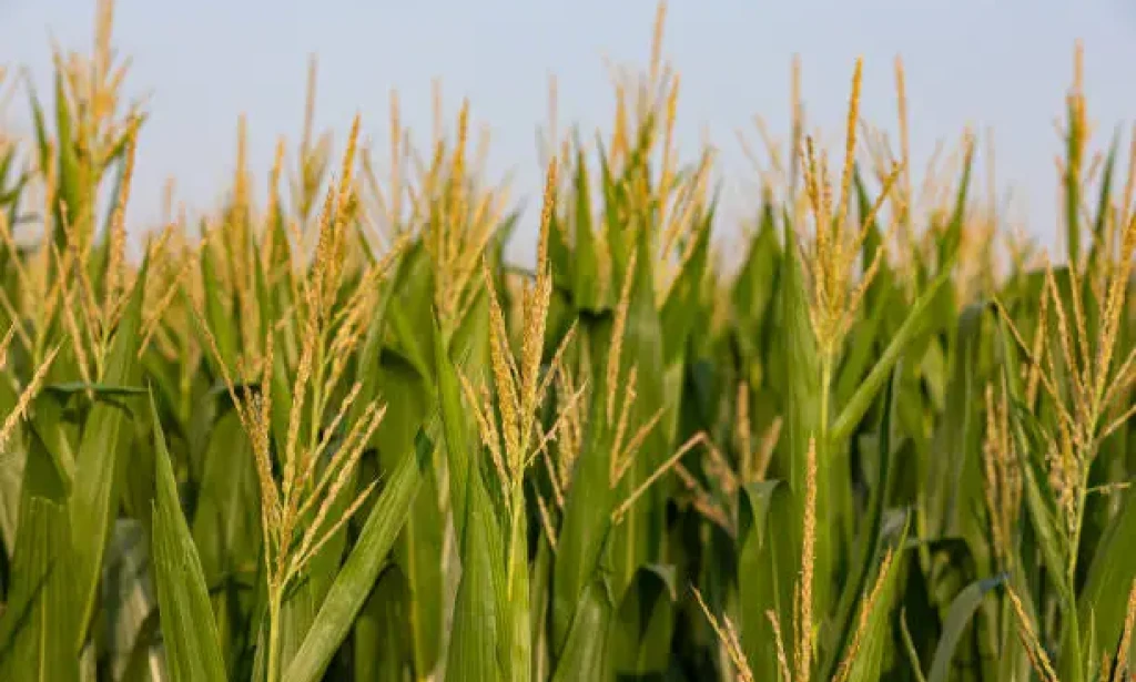 GMOs