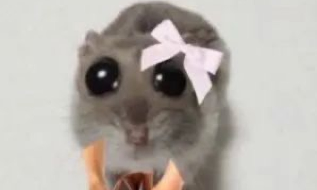 This App Pays You to Judge Socks — Fashion or Disaster?