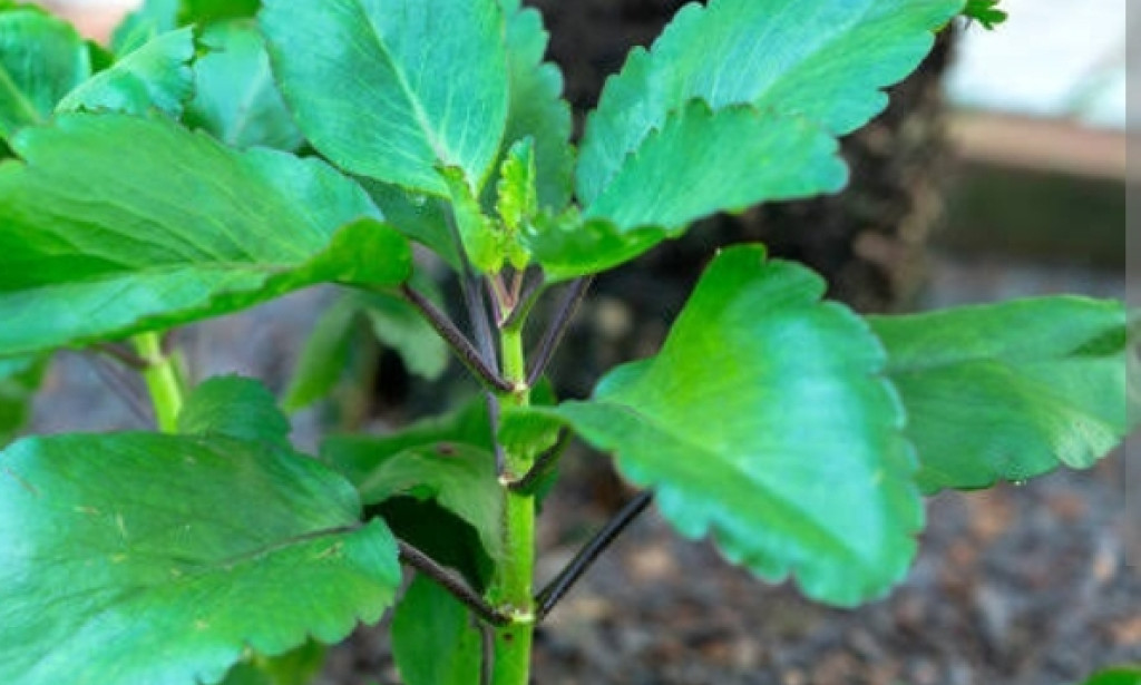 The miracle of the miracle Leaf