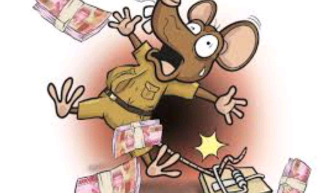 PUT THAT ANIMAL FIRST.