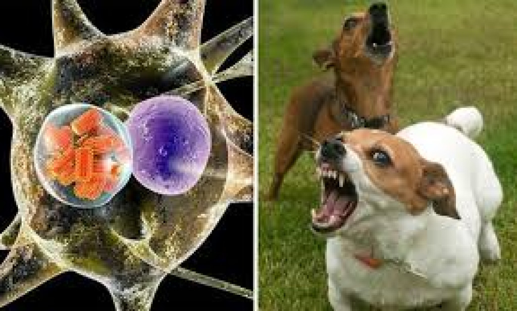 Why Deadly Rabies Is Harboured in Man's Trusted Friend
