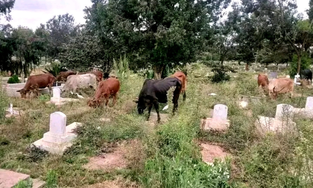 Maasai Cattle Roamed Lang’ata Cemetery, Stirring Curiosity and Cultural Reflection