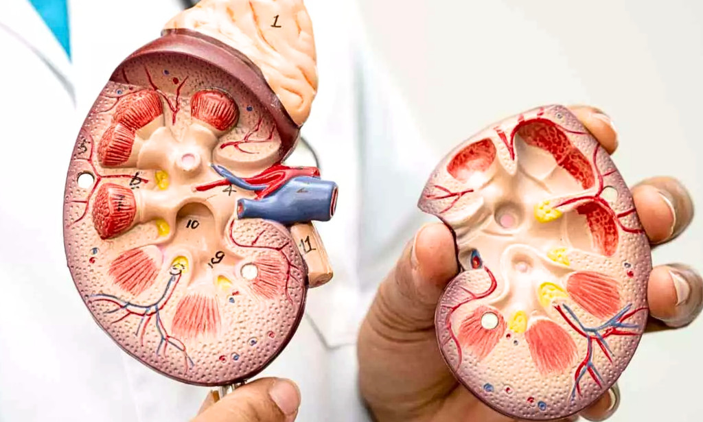 Study Demonstrates Association Between Chronic Kidney Disease and Cognitive Decline